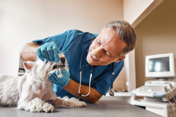 Best Emergency Dental Extractions in Woodland, WA